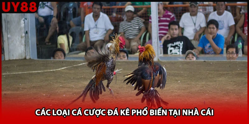 Các loại cá cược đá kê phổ biến tại nhà cái